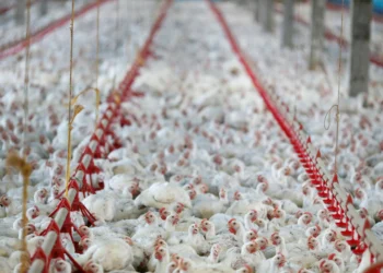 Embargo da carne de frango deve afetar preço mundial