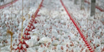 Embargo da carne de frango deve afetar preço mundial