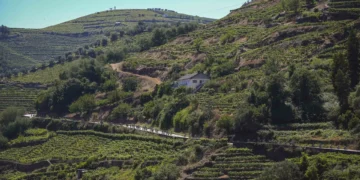 Feridos em acidente com pólvora em Boticas são recriadores históricos