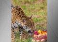 Onça-pintada chega ao Zoológico de BH e ganha bolo; veja imagens