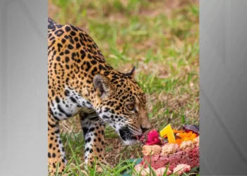 Onça-pintada chega ao Zoológico de BH e ganha bolo; veja imagens