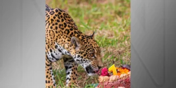 Onça-pintada chega ao Zoológico de BH e ganha bolo; veja imagens