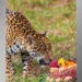 Onça-pintada chega ao Zoológico de BH e ganha bolo; veja imagens