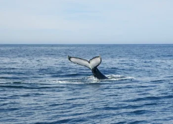 Orcas fazem ferramentas com algas para se massajarem umas às outras