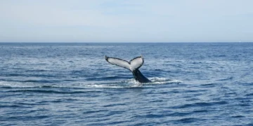 Orcas fazem ferramentas com algas para se massajarem umas às outras