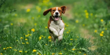 Acha que o seu patudo é feliz? Sete sinais que ajudam a perceber