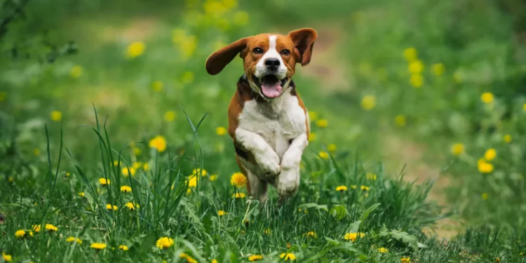 Acha que o seu patudo é feliz? Sete sinais que ajudam a perceber