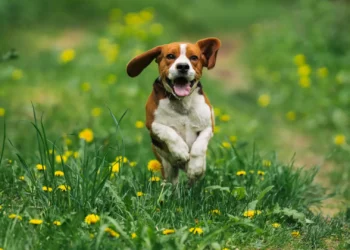 Acha que o seu patudo é feliz? Sete sinais que ajudam a perceber