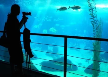 Conheça o livrinho que a Fundação Oceano Azul distribuiu aos líderes mundiais