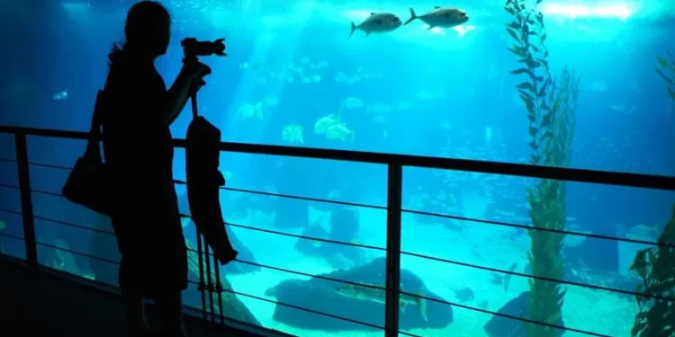 Conheça o livrinho que a Fundação Oceano Azul distribuiu aos líderes mundiais