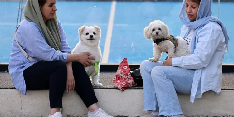 Cidades no Irã proíbem passeios com cães em locais públicos