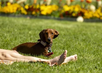 Guia de sobrevivência às queimaduras de verão: do escaldão aos acidentes com o churrasco