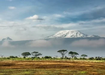 Pesquisadores fazem descoberta surpreendendo e encontram rãs a 4.000 metros de altitude na Tanzânia