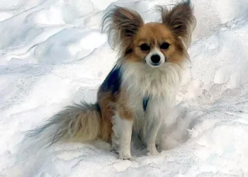 Pequeno cão ajuda a salvar o dono preso em glaciar na Suíça