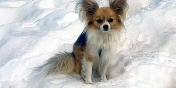 Pequeno cão ajuda a salvar o dono preso em glaciar na Suíça