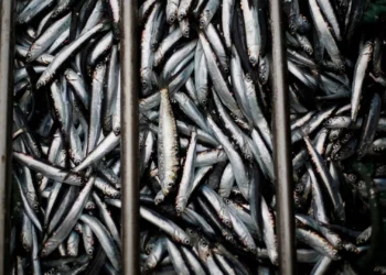 Investigadores identificam ADN antigo de sardinhas do Império Romano