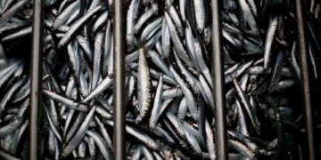 Investigadores identificam ADN antigo de sardinhas do Império Romano
