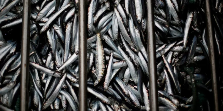 Investigadores identificam ADN antigo de sardinhas do Império Romano