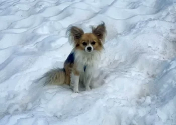 Chihuahua vira herói ao salvar homem que caiu em geleira na Suíça