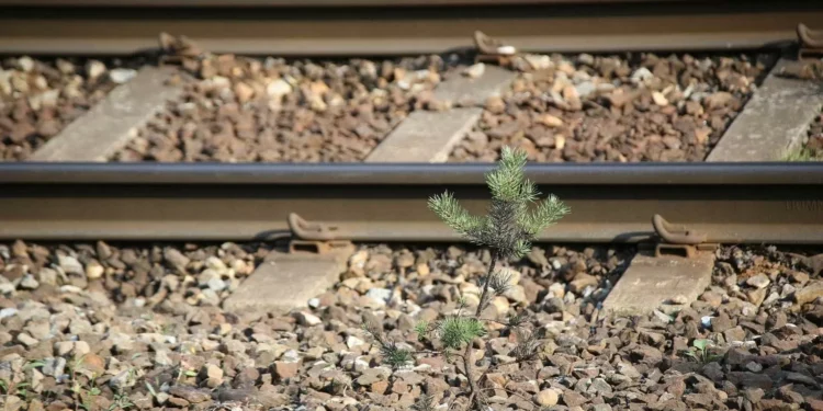 Cascais, Lisboa e Oeiras concordam com gestão conjunta de linha ferroviária