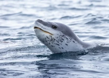 Canto das focas-leopardo é como uma canção de embalar e “mais previsível” que os Beatles