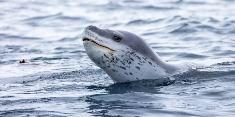 Canto das focas-leopardo é como uma canção de embalar e “mais previsível” que os Beatles
