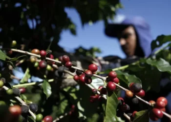 Governo prepara ação na OMC enquanto negocia tarifaço com os EUA