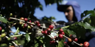 Governo prepara ação na OMC enquanto negocia tarifaço com os EUA