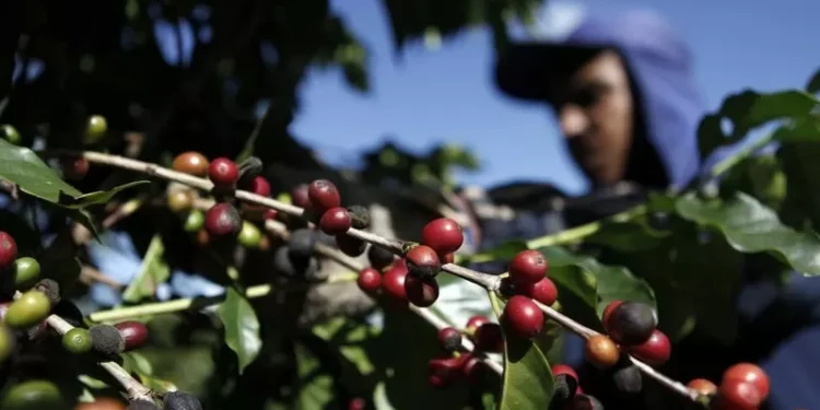 Governo prepara ação na OMC enquanto negocia tarifaço com os EUA