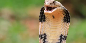 Bebê de um ano mata cobra a mordidas na Índia após réptil se enrolar em suas mãos