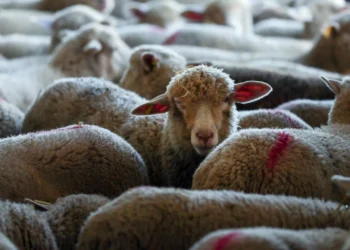 Espanha confirma primeiro caso de dermatite nodular contagiosa em exploração pecuária