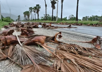 Papa lembra “milhares de desalojados” e destruição provocada pelo furacão Melissa