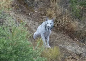Lince ibérico branco filmado pela primeira vez na Andaluzia