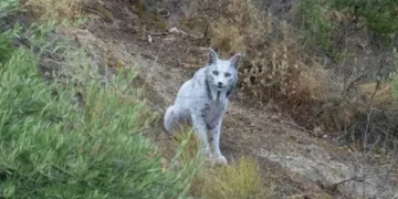 Lince ibérico branco filmado pela primeira vez na Andaluzia