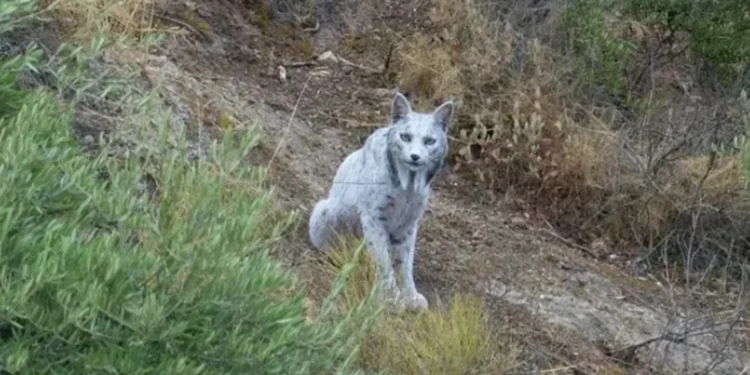 Lince ibérico branco filmado pela primeira vez na Andaluzia