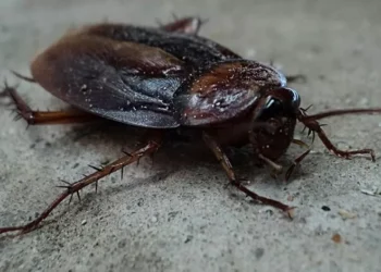 Mulher tenta matar barata e acaba por matar vizinha