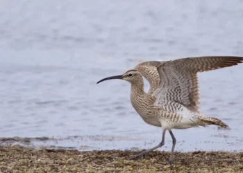 Maçarico-de-bico-fino é a primeira ave a ficar extinta na Europa em 500 anos