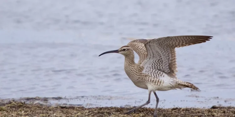 Maçarico-de-bico-fino é a primeira ave a ficar extinta na Europa em 500 anos