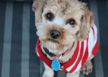 Cão vale tanto como uma bagagem, diz Tribunal Europeu