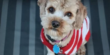 Cão vale tanto como uma bagagem, diz Tribunal Europeu