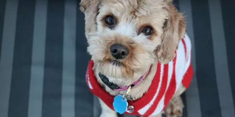 Cão vale tanto como uma bagagem, diz Tribunal Europeu