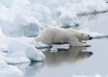 Vaticano lança conferência global sobre a crise climática