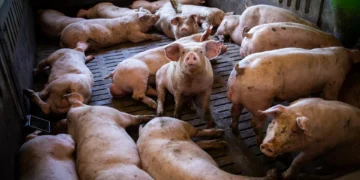 Peste suína africana detetada em Espanha 30 anos depois