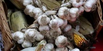 Do coração ao sistema imunitário. Quais são os benefícios e contraindicações do alho na saúde?