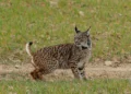 Lince ibérico continua a estar ameaçado apesar de “crescimento espetacular”