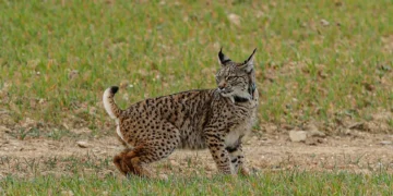 Lince ibérico continua a estar ameaçado apesar de “crescimento espetacular”