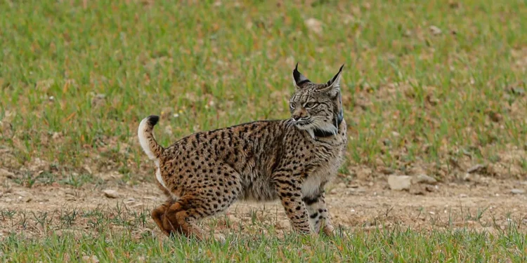 Lince ibérico continua a estar ameaçado apesar de “crescimento espetacular”