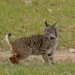 Lince ibérico continua a estar ameaçado apesar de “crescimento espetacular”