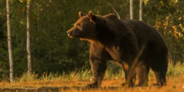 Urso ataca. 11 crianças e professores feridos durante pausa de almoço