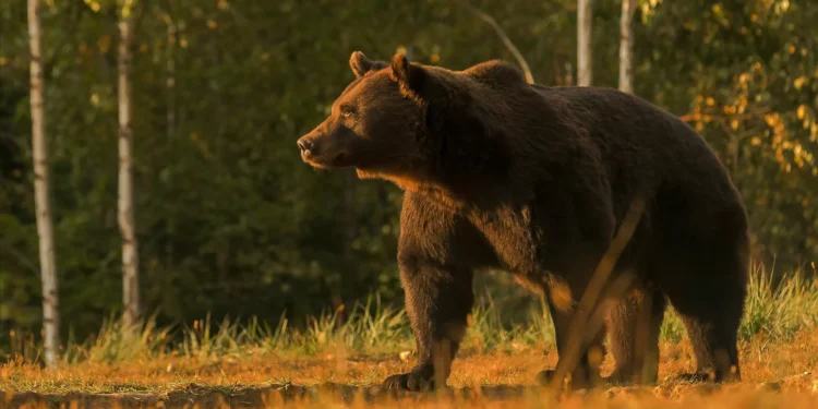 Urso ataca. 11 crianças e professores feridos durante pausa de almoço